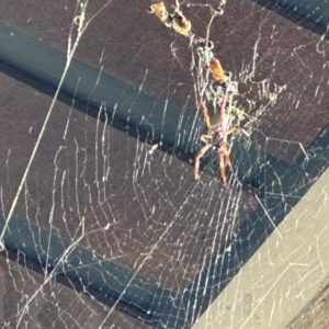 Unidentified Spider (Araneae) at suppressed by HelenaWalker