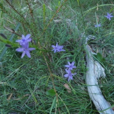 Caesia calliantha (Blue Grass-lily) at Boro - 22 Feb 2024 by Paul4K