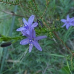 Caesia calliantha at QPRC LGA - 22 Feb 2024