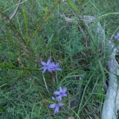 Caesia calliantha at QPRC LGA - 22 Feb 2024