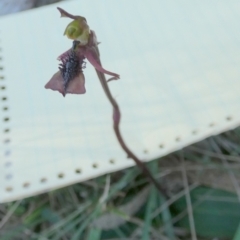 Chiloglottis reflexa (Short-clubbed Wasp Orchid) at QPRC LGA - 25 Feb 2024 by Paul4K