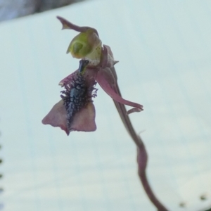 Chiloglottis reflexa at QPRC LGA - suppressed