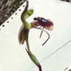 Chiloglottis reflexa at QPRC LGA - suppressed