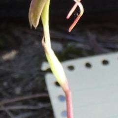 Chiloglottis reflexa at QPRC LGA - suppressed