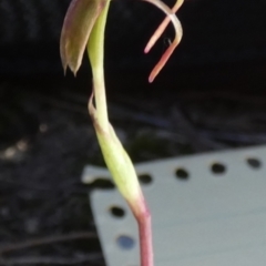 Chiloglottis reflexa at QPRC LGA - suppressed