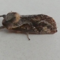 Elhamma australasiae (A Swift or Ghost moth (Hepialidae)) at Boro - 23 Feb 2024 by Paul4K