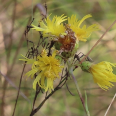 Podolepis sp. at Tharwa, ACT - 23 Feb 2024 by SandraH