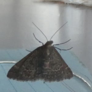 Dichromodes explanata at QPRC LGA - 23 Feb 2024