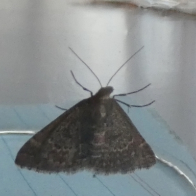 Dichromodes explanata (Fine-lined Heath Moth) at QPRC LGA - 22 Feb 2024 by Paul4K