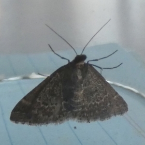 Dichromodes explanata at QPRC LGA - 23 Feb 2024