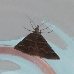 Dichromodes explanata at QPRC LGA - 23 Feb 2024