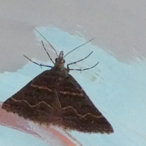 Dichromodes explanata at QPRC LGA - 23 Feb 2024