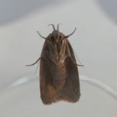 Chezala privatella (A Concealer moth) at Borough, NSW - 22 Feb 2024 by Paul4K