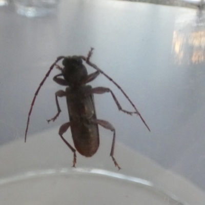 Phacodes personatus (Longhorn beetle) at QPRC LGA - 23 Feb 2024 by Paul4K