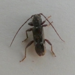 Phacodes personatus at QPRC LGA - 23 Feb 2024