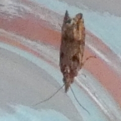Tortricinae (subfamily) (A tortrix moth) at QPRC LGA - 22 Feb 2024 by Paul4K