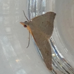 Dichromodes estigmaria (Pale Grey Heath Moth) at Borough, NSW - 22 Feb 2024 by Paul4K