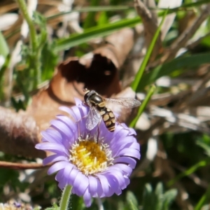 Simosyrphus grandicornis at Lyons, ACT - 27 Oct 2018 08:34 PM