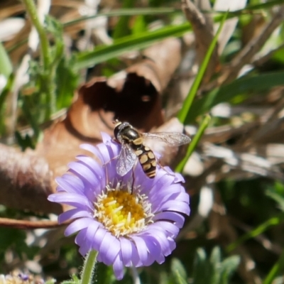 Simosyrphus grandicornis (Common hover fly) at Lyons, ACT - 27 Oct 2018 by ran452