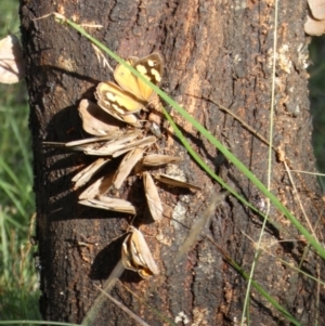 Heteronympha merope at Boro - suppressed