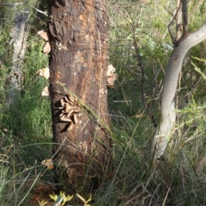 Heteronympha merope at Boro - suppressed