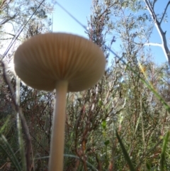 Oudemansiella gigaspora group at Boro - 23 Feb 2024