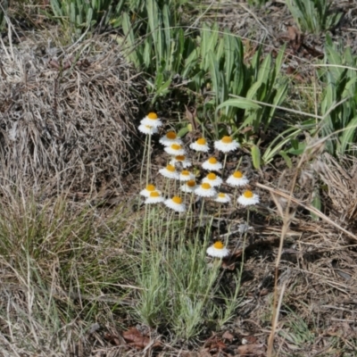 Leucochrysum albicans subsp. tricolor (Hoary Sunray) at Lyons, ACT - 26 Oct 2018 by ran452