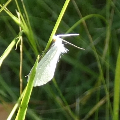 Tipanaea patulella (The White Crambid moth) at Boro - 23 Feb 2024 by Paul4K