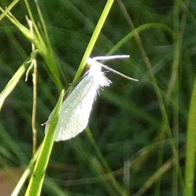 Tipanaea patulella (A Crambid moth) at QPRC LGA - 22 Feb 2024 by Paul4K