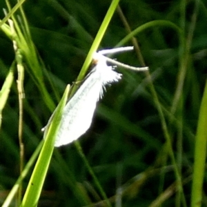 Tipanaea patulella at QPRC LGA - suppressed