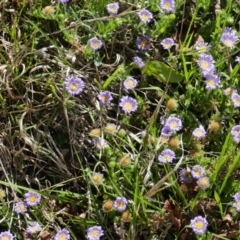 Calotis glandulosa (Mauve Burr-daisy) at Lyons, ACT - 27 Oct 2018 by ran452