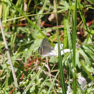 Lampides boeticus (Long-tailed Pea-blue) at Gibraltar Pines - 6 Jan 2024 by RAllen