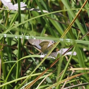 Lampides boeticus at Gibraltar Pines - 6 Jan 2024