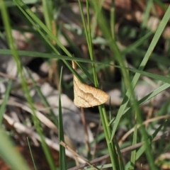 Chrysolarentia correlata (Yellow Carpet) at Namadgi National Park - 6 Jan 2024 by RAllen