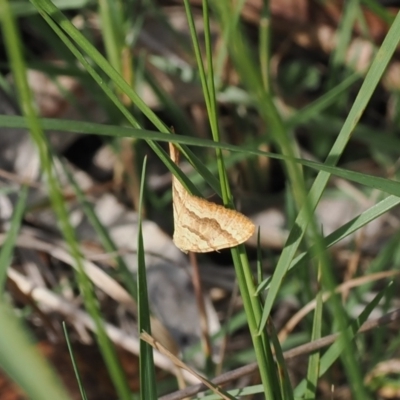 Chrysolarentia correlata (Yellow Carpet) at Cotter River, ACT - 6 Jan 2024 by RAllen