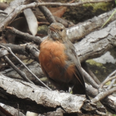 Origma solitaria (Rockwarbler) at Bargo - 20 Feb 2024 by GlossyGal