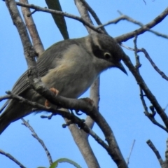 Melithreptus brevirostris (Brown-headed Honeyeater) at Fitzroy Falls - 22 Feb 2024 by GlossyGal