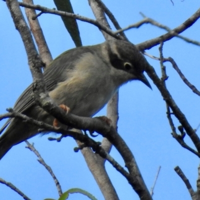 Melithreptus brevirostris (Brown-headed Honeyeater) at Wingecarribee Local Government Area - 23 Feb 2024 by GlossyGal