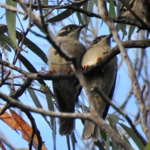 Melithreptus brevirostris at Wingecarribee Local Government Area - 23 Feb 2024 08:40 AM