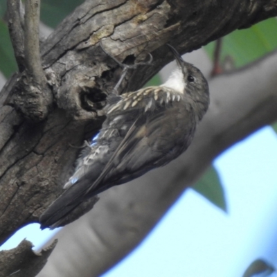 Cormobates leucophaea (White-throated Treecreeper) at Fitzroy Falls - 22 Feb 2024 by GlossyGal