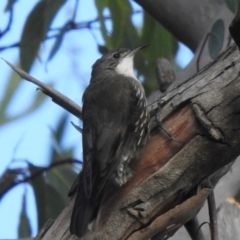 Cormobates leucophaea at Wingecarribee Local Government Area - 23 Feb 2024