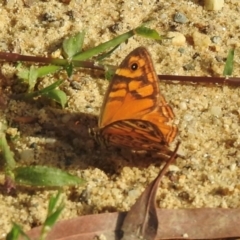 Geitoneura acantha (Ringed Xenica) at Wingecarribee Local Government Area - 22 Feb 2024 by GlossyGal