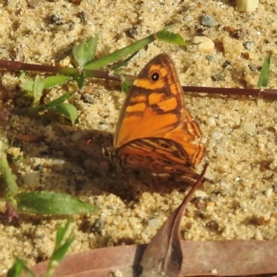 Geitoneura acantha (Ringed Xenica) at Meryla State Forest - 23 Feb 2024 by GlossyGal