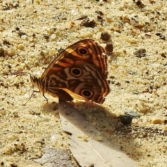 Geitoneura acantha at Meryla State Forest - 23 Feb 2024