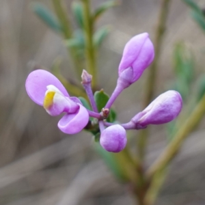 Comesperma ericinum at QPRC LGA - 3 Jul 2023