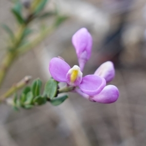 Comesperma ericinum at QPRC LGA - 3 Jul 2023