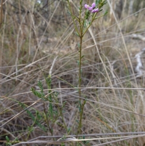 Comesperma ericinum at QPRC LGA - 3 Jul 2023