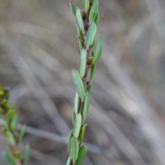 Comesperma ericinum at QPRC LGA - 3 Jul 2023