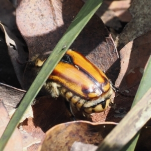 Chondropyga gulosa at Namadgi National Park - 10 Jan 2024