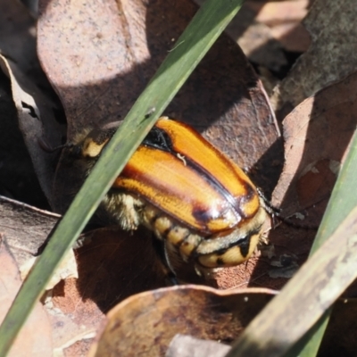 Chondropyga gulosa (Highland cowboy beetle) at Cotter River, ACT - 10 Jan 2024 by RAllen
